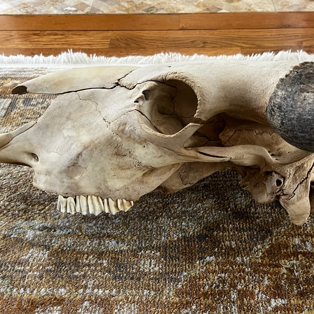 Bull skull - Picture 5 of 8